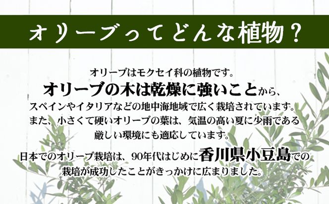 【 小豆島 】小豆島のオリーブ苗木　2本セット　（特大） 地域のお礼の品 