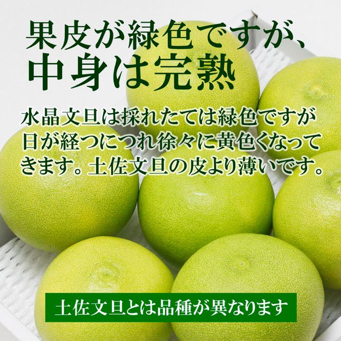 【先行予約】高知県産水晶文旦 特選ご贈答用 中玉6個入り〈2026年10月上旬～11月上旬頃発送〉  / ぶんたん ブンタン 水晶文旦 果物 柑橘 フルーツ お取り寄せ 特産品 おいしい【白木果樹園】 [BQAI019]