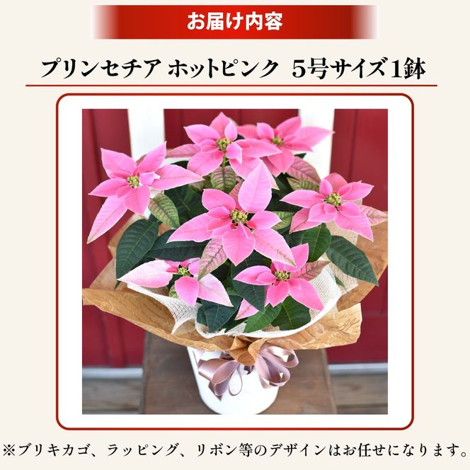 プリンセチア ホットピンク（観葉植物 植物 5号鉢 贈答 贈り物 プレゼント ギフト）