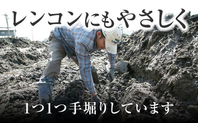 ＼毎年8月中旬より順次発送／  レンコンSEIMEI 5kg レンコン 蓮根 根菜 野菜/株式会社水谷グルッポ [AEBX002]