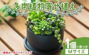 多肉植物の寄せ植え Mサイズ - 鉢植え インテリア ガーデニング おしゃれ グリーン プレゼント 観葉植物 多肉 植物 寄せ植え かわいい お楽しみ 自然 PUKUTTO 高知県 香南市 pk-0005