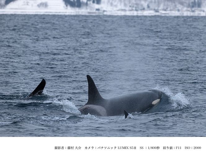 SIGMA 500mm F5.6 DG DN OS | Sports【Lマウント】