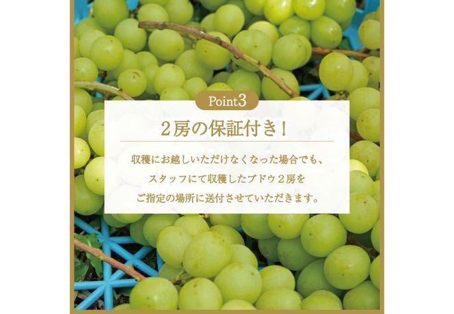 富士吉田市産　ブドウ狩りプラン(シャインマスカット) ぶどう 葡萄 体験 収穫 フルーツ狩り 果物狩り フルーツ 果物 シャイン シャインマスカット 収穫体験 山梨 富士吉田