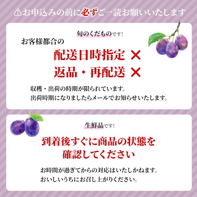 【2026年発送】志賀高原の麓で育った プラム 太陽 約1.4kg(12～13玉) お届け日時指定不可 すもも フルーツ 果物 長野