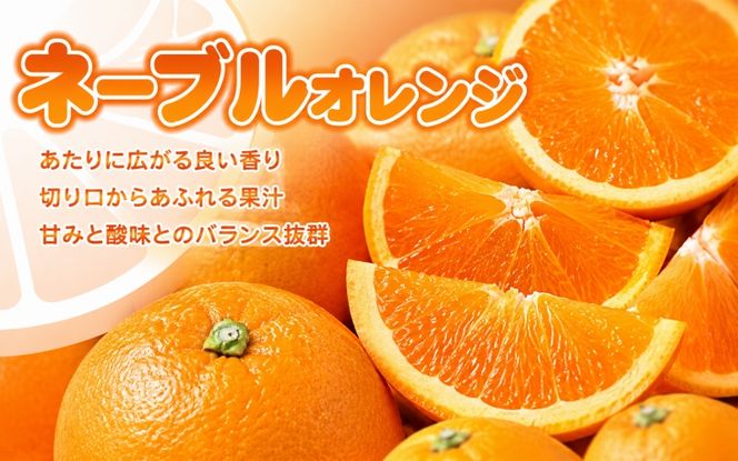ネーブル 約7kg/サイズおまかせ　※2027年1月中旬～2027年2月中旬頃に順次発送予定(お届け日指定不可)　紀伊国屋文左衛門本舗【sgtb430C】
