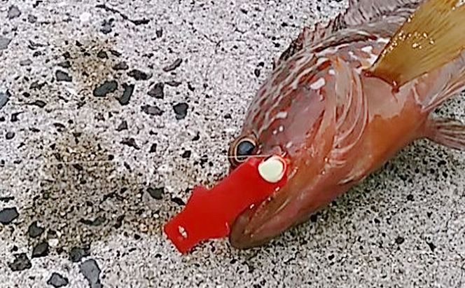 雑貨 くっつく のびる 意外と釣れる！「ペチもとペチろー」 フルセット