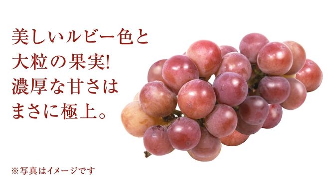 ゴルビー 2.5kg (4～6房)【2026年8月下旬発送開始】(茨城県共通返礼品：大子町) ぶどう 葡萄 ブドウ 果物 フルーツ 果実