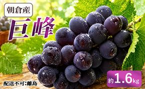 ぶどう 巨峰 朝倉産 約1.6kg 配送不可 離島 果物類 フルーツ 