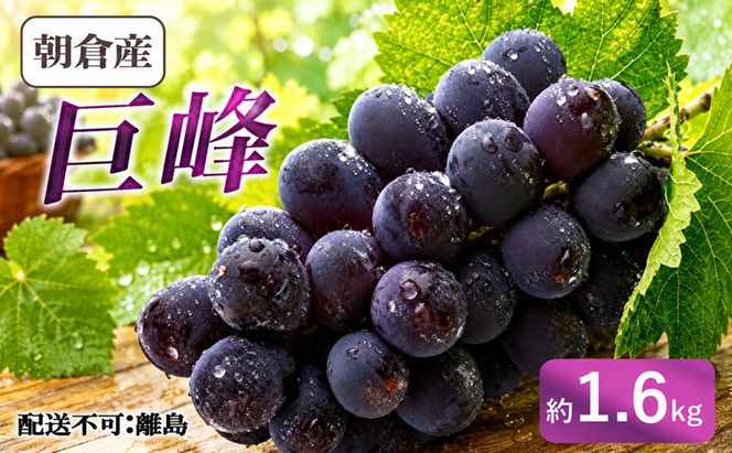 ぶどう 巨峰 朝倉産 約1.6kg 配送不可 離島 果物類 フルーツ 