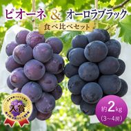 ぶどう ピオーネ オーロラブラック 約2kg 3～4房 食べ比べ セット 高梁市産 2026年 先行予約 葡萄 ブドウ うめづぶどう園