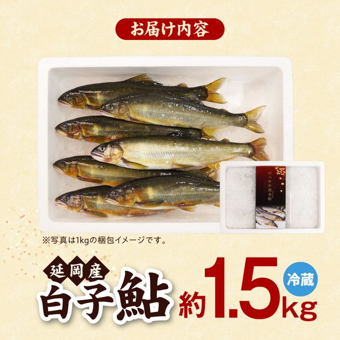 【先行予約】2026年10月下旬より発送開始【冷蔵】白子鮎約1.5kg N070-YA865-1