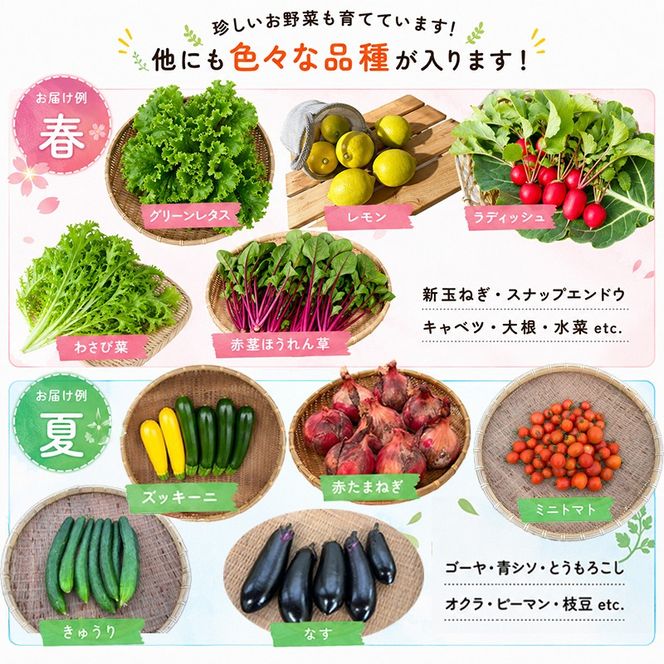 野菜 定期便 4回 詰め合わせ 10種 よしむら農園 オーガニック 有機 有機野菜 やさい ベジタブル おまかせ セット 一人暮らし おすすめ レタス とうもろこし トマト 有機栽培 JAS 栄養 贅沢 国産 大容量 人気 新鮮 今が旬 香川県 丸亀市
