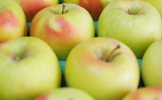 【2026年10月～発送】ぐんま名月 家庭用 約10kg りんご リンゴ 林檎 果物 フルーツ 長野県 長野 山ノ内町