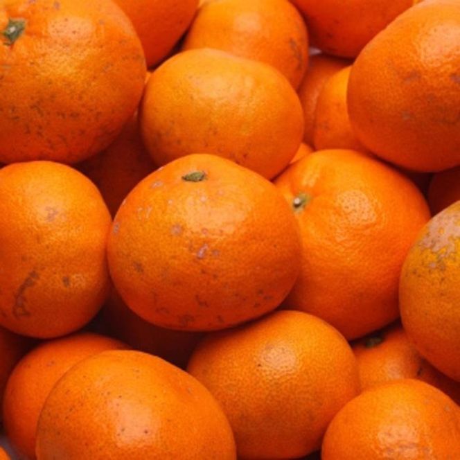 家庭用 熟成みかん2.5kg+250g（傷み補償分） CZ028