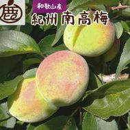 厳選 紀州南高梅(青梅)2kg+250g（傷み補償分）【梅干し・梅酒・梅ジュース】［IKE114］ 303446_BB90042