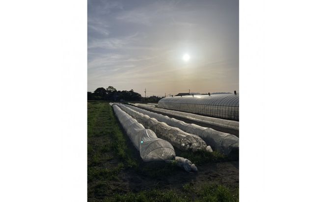 【隔月お届け・全6回定期便】季節の野菜セット10～12品目《栽培期間中 農薬・化学肥料不使用》出雲の畑から旬野菜をお届け［出雲 野菜セット おまかせ 詰め合わせ 送料無料 ふるさと納税］ 322032_FY008