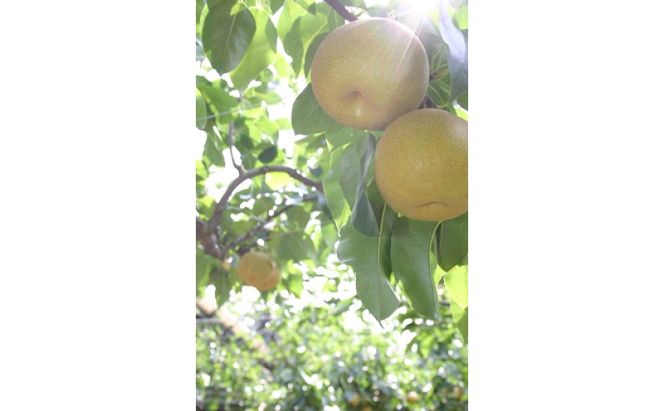 梨 朝倉産 あきづき梨 4.8kg（10～16玉入） ナシ フルーツ 果物 くだもの 筑前あさくら農協 ※配送不可：北海道、沖縄、離島