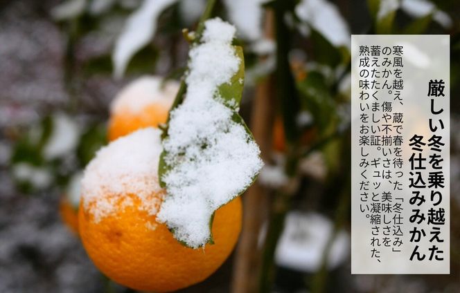 みかん 春待ち 越冬みかん 箱込5kg(内容量4.4kg) 等級／サイズミックス 和歌山県産 産地直送 AX431