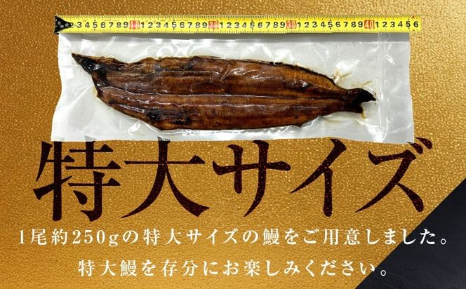 099H3443-1 【贈答用】五郎藤 関西風地焼き 国産有頭旨鰻 250g×1尾 計約250g 特大 うなぎ ウナギ 蒲焼き 炭火