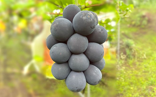 【2026年9月～発送】ぶどう ぶどうの宝石箱  岡田さんおまかせ詰め合わせ家庭用粒入れ約1.5kg 山ノ内町産 ブドウ 葡萄