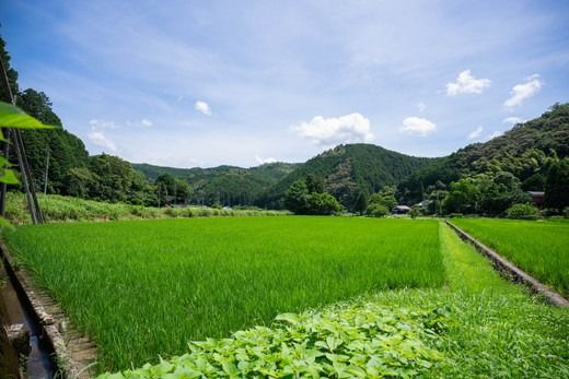 【おにぎり専門店御用達！】藤城さん家のミルキークイーン5kg【令和7年産】 ｜ ご飯 白米 お米 5kg 令和7年 定期便 令和7年産 精米済み 愛媛県鬼北町　※2025年9月下旬頃より順次発送予定