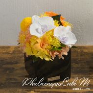 胡蝶蘭キューブM 花 お花 プリザーブドフラワー ギフト プレゼント お祝い 誕生日 お供え アレンジ インテリア 東京都 墨田区