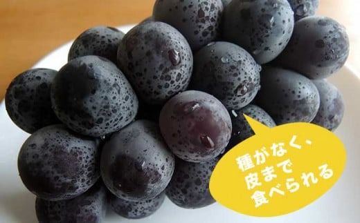 ナガノパープル 約1.3kg 2～3房 ［小布施屋］ 果物 フルーツ ぶどう 葡萄 令和7年産【2025年9月上旬～10月発送発送】 ［B-5］