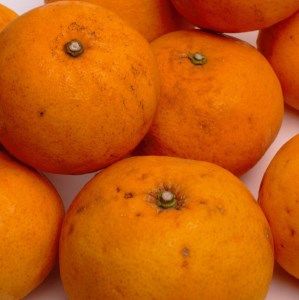 ＜4月より発送＞家庭用 甘夏柑7.5kg+250g（傷み補償分）◇【初夏のみかん・旬の果物】【有田産】【光センサー食べ頃出荷】【わけあり・訳あり】