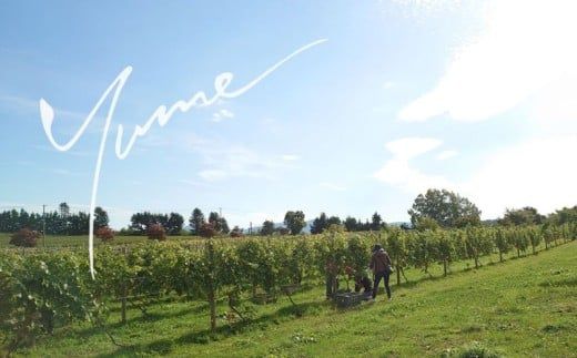 【数量限定】余市「ワイナリー夢の森」ワイン3本セット_Y034-0112