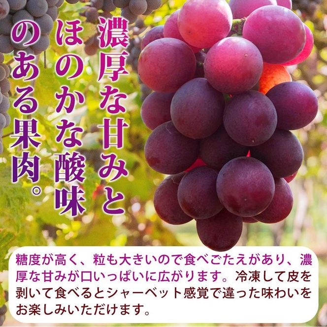 紀州有田産の種なし巨峰ぶどう２房（約800g〜1kg）AN049