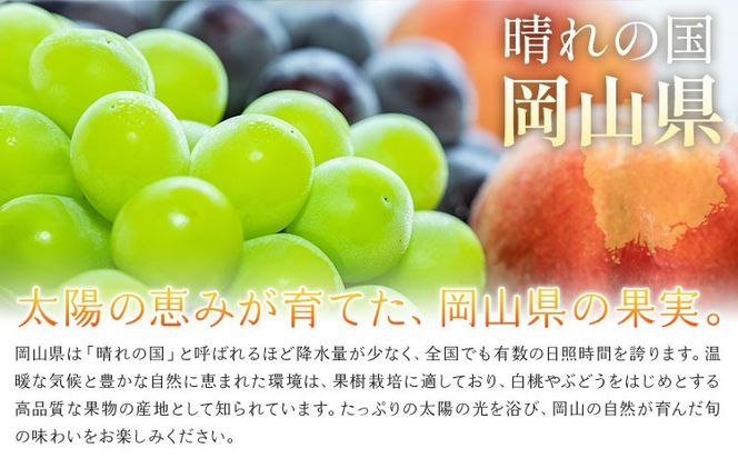 【2027年発送先行予約】ご家庭用 岡山の白桃（ 晩生種 ）約 1.5kg 5～6玉 《2027年8月上旬-8月下旬頃出荷》 晴れの国おかやま館 (つむぐ株式会社) フルーツ 果物 果実 桃 白桃 岡山県 笠岡市【配送不可地域：離島】---H-102---