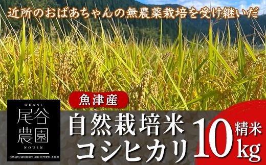 【早期予約】【3ヶ月定期便】【令和8年度産米】尾谷農園 自然栽培米コシヒカリ 精米10kg ※2026年10月～発送