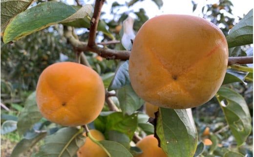 〈プレミア和歌山認定品〉貯蔵たねなし柿 3~4個入×４パック【2025年12月中旬～2026年1月上旬までに順次発送】＜味好農園＞/柿 かき 種無し柿 たねなし柿 果物 フルーツ 和歌山 【agy008】