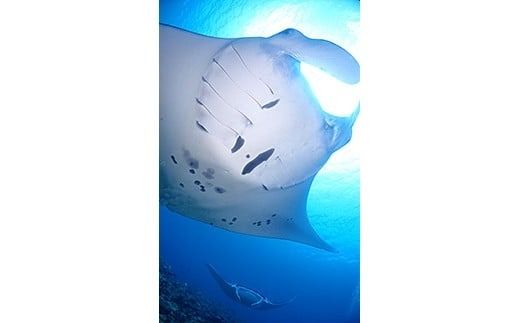 ファンダイビング利用券　石垣島のマンタ・サンゴ・ウミガメに会いに行こう！【沖縄県 石垣市 ダイビング 利用券 海 ダイバー マンタ 珊瑚 ウミガメ 旅行】YD-1-1