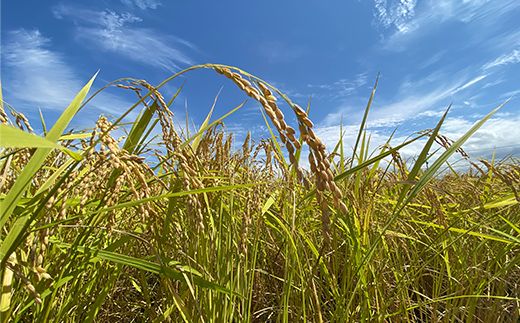 令和7年産 新米 有機栽培米コシヒカリ 石川県加賀市産（合鴨米）精米5kg お米 合鴨 コメ 米 ごはん 有機栽培 有機JAS認証 グルメ 食品 復興 震災 コロナ 能登半島地震復興支援 北陸新幹線 F6P-2992