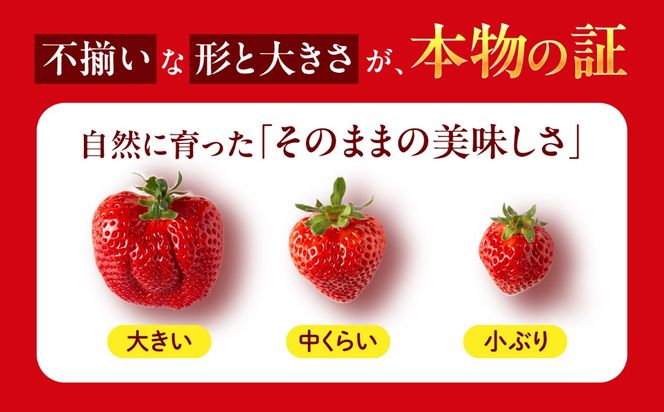 【農園直送】糸島のあまおう 270g×4パック (サイズおまかせL〜5L) 果物 フルーツ いちご / 糸島市 / 磯本農園 / TANNAL[ATB004]