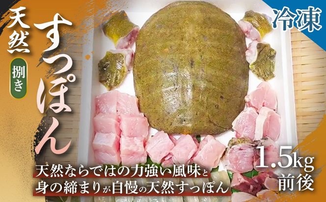 【ご家庭で手軽にすっぽん料理】天然すっぽん（捌き）1.5kg前後 すっぽん 天然すっぽん 産地直送 すっぽん料理 すっぽん鍋 滋養強壮 贈答用 ギフト 浜坂産 兵庫県