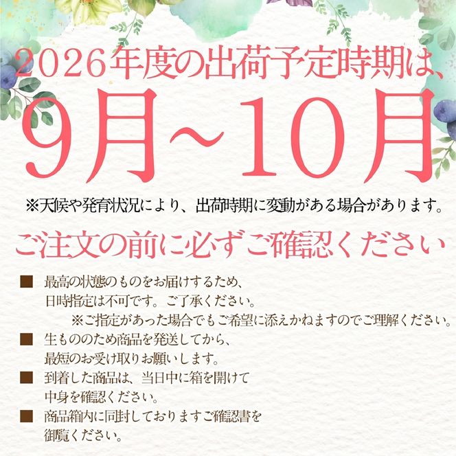 2026年 先行予約 プレミアム シャインマスカット 晴王 1房約620g/ 岡山県 船穂産 赤秀品 種無し 皮ごと食べる みずみずしい 9月10月にお届け フレッシュ 晴れの国 おかやま 果物大国 彩美菜果