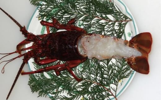 天然 伊勢えび（活）1～3尾 300～450g【2025年10月中旬頃から2026年3月末までに順次発送（1月は漁不可）】 / 伊勢えび 伊勢海老 海老 海鮮 天然 【enk001】