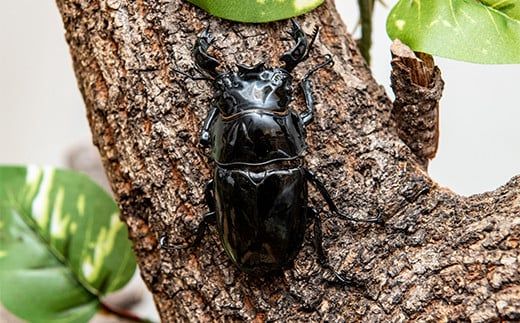 【1セット限定！】完璧育成！「タランドゥスオオツヤクワガタ」 G-233