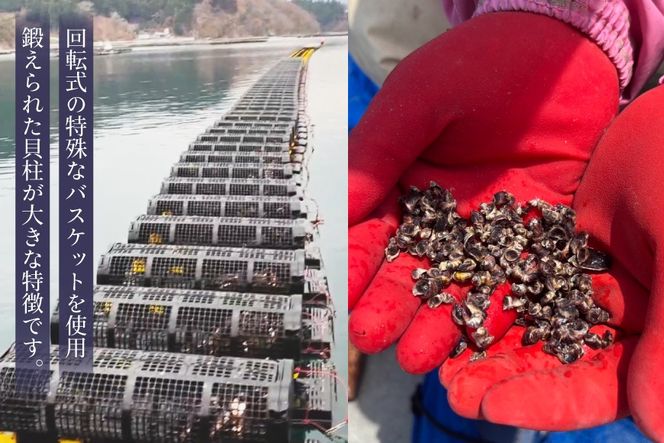 殻付き牡蠣 生食用 三倍体牡蠣 島乙女 約840g 12個入 [カネキ水産 宮城県 気仙沼市 20565985] 牡蠣 期間限定 冷蔵 新鮮 濃厚 カキ かき 生牡蠣 魚貝類 貝 海鮮 魚介類 なべ カキフライ 牡蠣ご飯 魚介