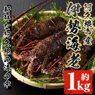 伊勢海老(約1kg) 国産 阿久根市 伊勢海老 海老 エビ えび イセエビ 海鮮 海産物 海の幸 刺身 新鮮 急速冷凍【松永青果】a-50-7