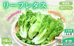 アノレタス（リーフレタス）新鮮シャキシャキ 栽培期間中無農薬低カリウムレタス 12袋×6ヶ月連続お届けセット【kkry-tkb0002】