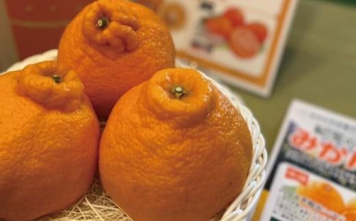 サイズ2L以上 ハウス不知火 3kg【2026年1月上旬から2月下旬に順次発送】 / 不知火 柑橘 みかん 蜜柑 ハウス 2L 3L【mok005A】