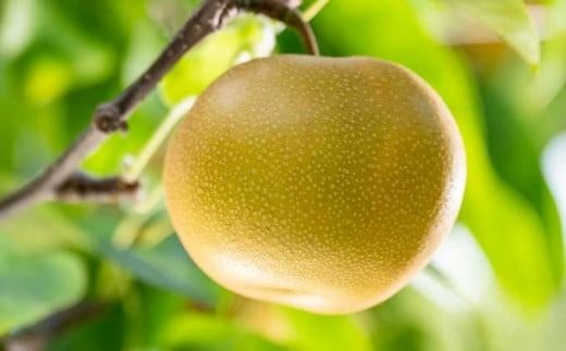 幸水 秀品 約3kg 6〜10玉 [おぶせファーマーズ] なし 果物 フルーツ 長野県産 信州産 令和7年産 【2025年8月下旬～9月上旬発送】［F-47］