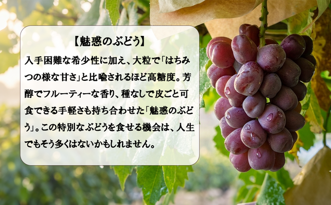 《超希少品種！》上級品をお得に　【富士の輝】　1.0kg以上（2～3房）　 【2026年発送分 先行予約】- FUJIKAWA GRAPES 