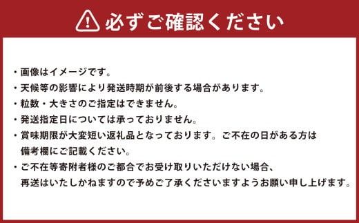 博多あまおう（春） 約250g～270g×4パック 計約1kg～1.08kg【2026年2月上旬-4月下旬発送予定】いちご 苺 イチゴ 果物 フルーツ