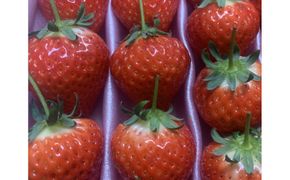 ≪ご褒美ふるーつ≫「さぬきひめ苺」約1kg【2027年2月以降お届け】 372013_MD014