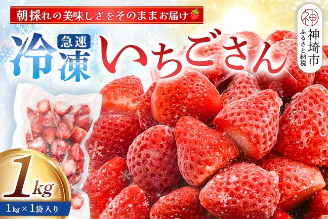 冷凍いちご 1kg(いちごさん)【佐賀県産 ブランド 冷凍いちご フレッシュ 冷凍フルーツ スムージー デザート お菓子作り シャーベット 甘い みずみずしい 無添加】(H126101)