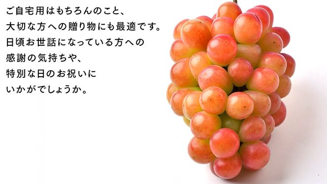 我が道 5kg （8～12房）【2026年9月より発送開始】（茨城県共通返礼品 [ぶどう]：結城市産） 葡萄 赤ぶどう 旬 お取り寄せ フルーツ 希少品種 新品種 デザート